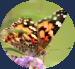 Papillons